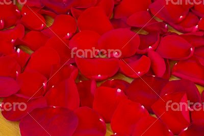 The red rose petals.