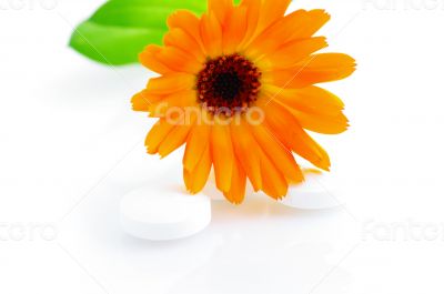 Flower marigold medical with pills over white background