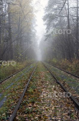 Railroad track winding through forest