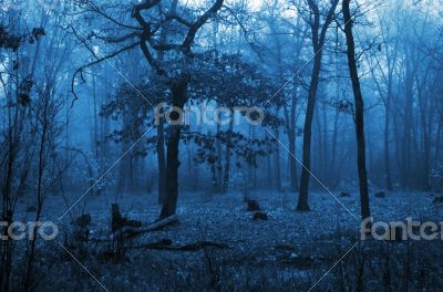 Trees in a forest with fog and autumn leaves on the ground