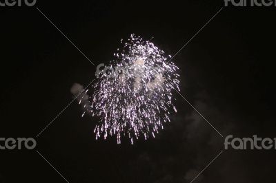 Colorful firework in the black night sky