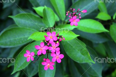 Exotic pink flower blooming on the branch of bush