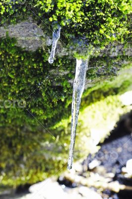 Frozen icicles hanging from the stone in the forest