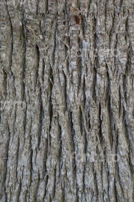 Skinned palm tree trunk - background
