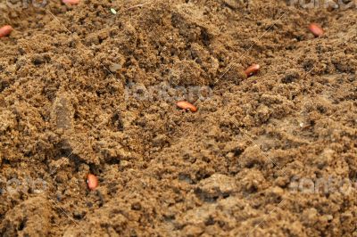 French bean seed in the soil