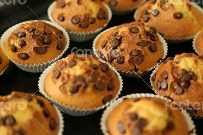 Muffins with chocolate chips on the baking tray