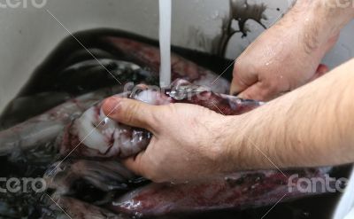A man is cleaning a squid