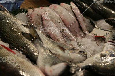 Fish at the fish market Fish at the fish market