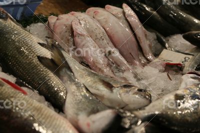 Fish at the fish market