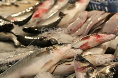 Fresh fished fish Fresh fished fish