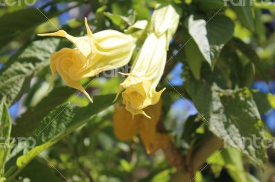 yellow flowers