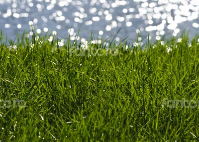Green grass Green grass