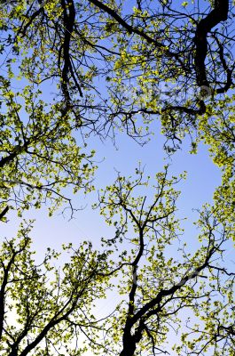 Tree foliage against blue sky