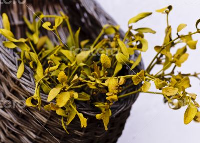 Dried mistletoe in a wooden basket Dried mistletoe in a wooden basket