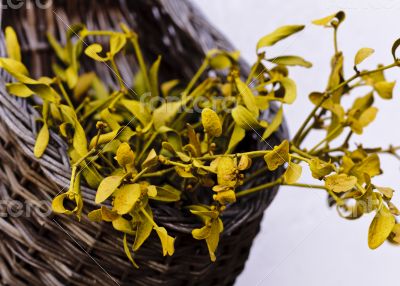 Dried mistletoe in a wooden basket