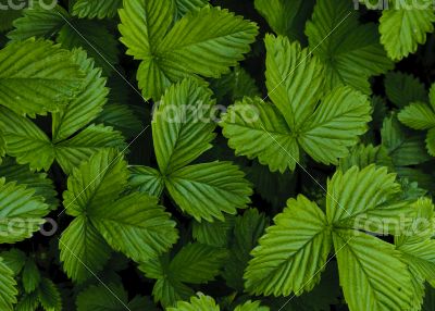 Green strawberry leaves