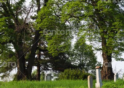 Countryside cemetery with green grass and trees