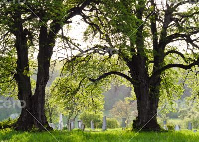 Countryside cemetery with green grass and trees Countryside cemetery with green grass and trees