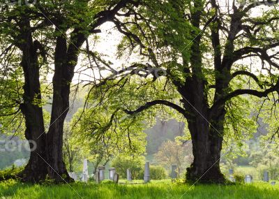 Countryside cemetery with green grass and trees