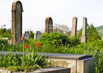 Countryside cemetery with red tulips