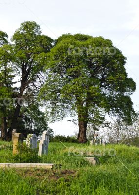Countryside cemetery with green grass and trees