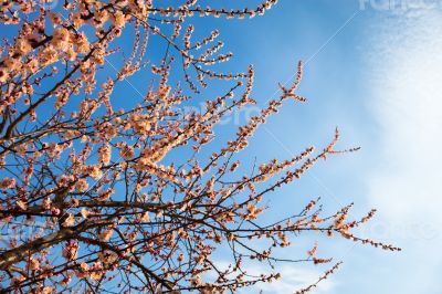 Apricot blossom branches