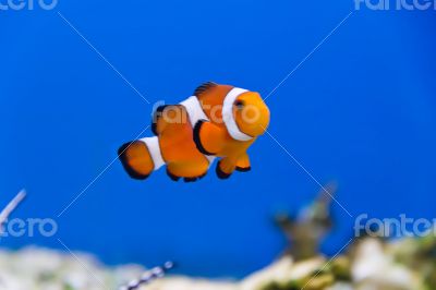 Clown fish