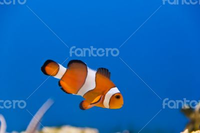 Clown fish