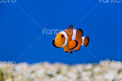 Clown fish