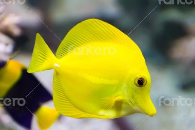 Zebrasoma yellow tang fish