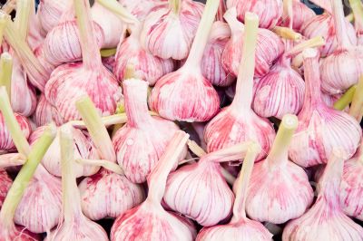 Background of fresh garlic Background of fresh garlic