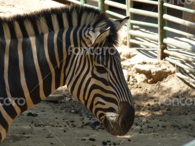 Zebra