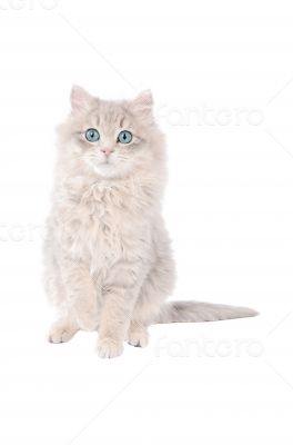 Adorable white tabby kitten with blue eyes