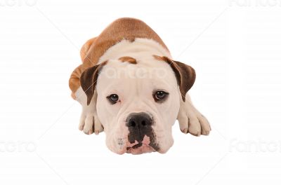 Adorable bulldog laying down on a white background
