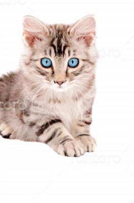 Beautiful Tabby Kitten with Blue Eues