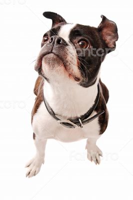Boston Terrier Dog Looking Up