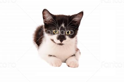Adorable sad black and white kitten