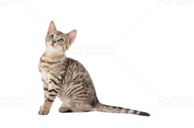 Adorable Tabby Kitten with a Long Tail