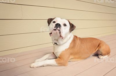 Bulldog laying on an outdoor patio