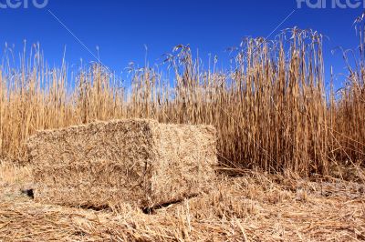 Field of reeds