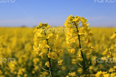 Flowers of colza