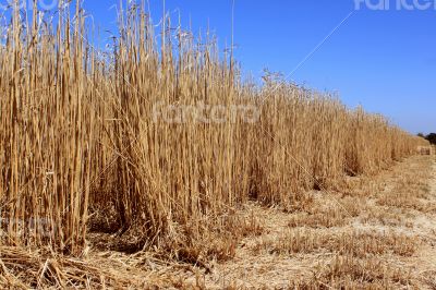 Field of reeds