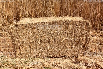 Bundle of reeds