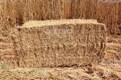 Bundle of reeds Bundle of reeds