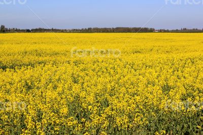 Field of colza Field of colza