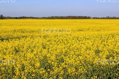 Field of colza