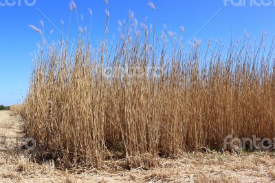 Field of reeds