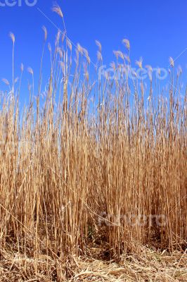 Reeds