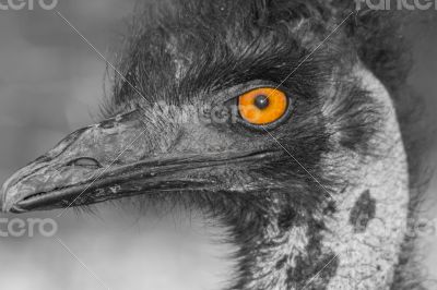 Ostrich eye
