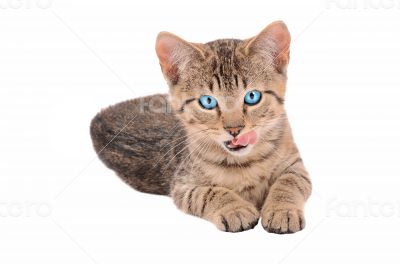 Brown Tabby Kitten with Tongue Out Brown Tabby Kitten with Tongue Out
